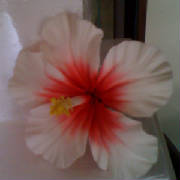 Hibiscus2.JPG